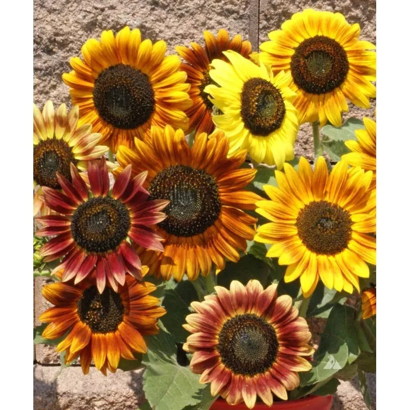 50 Seeds Sunflower Autumn Beauty Mix Multiple Flowers Non-Gmo - $9.80