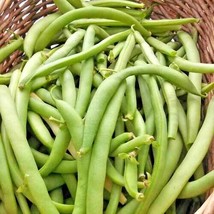 BStore 1/4 Lb = 300 Seeds Black Valentine Bush Beans Seeds Native Heirloom Veget - £15.41 GBP