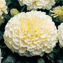 THJAR 120 White Marigold Seeds Tagetes Garden Flowers - $9.98