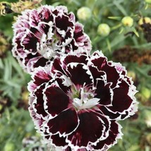 Dianthus Black Velvet And Lace 20 Flower Seeds Fresh USA Shipping - $13.36