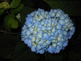 Nikko Blue Mophead Hydrangea 6-10&quot; In Height In A 3&quot;Pot - £30.27 GBP