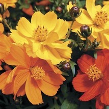 Cosmos Cosmic Yellow, 30 Seeds R - £12.75 GBP