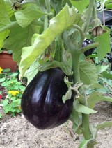 Eggplant Black Beauty 50 Seeds Heirloom Open Pollinated Fresh - $12.99
