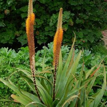 Bottle Brush Aloe Seeds Aloe Spicata 10 Seeds New Fresh US Shipping - $4.80