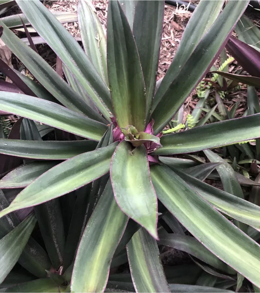 2 Plants Tradescantia Spathacea~Boat Lily~Moses in the Cradle~Oyster Pla... - $33.54 CAD