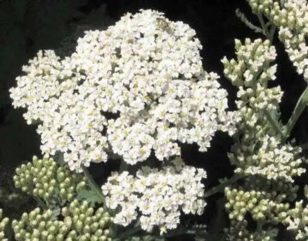 Top Seller 1000 White Yarrow Achillea Millefolium Flower Seeds - $14.60