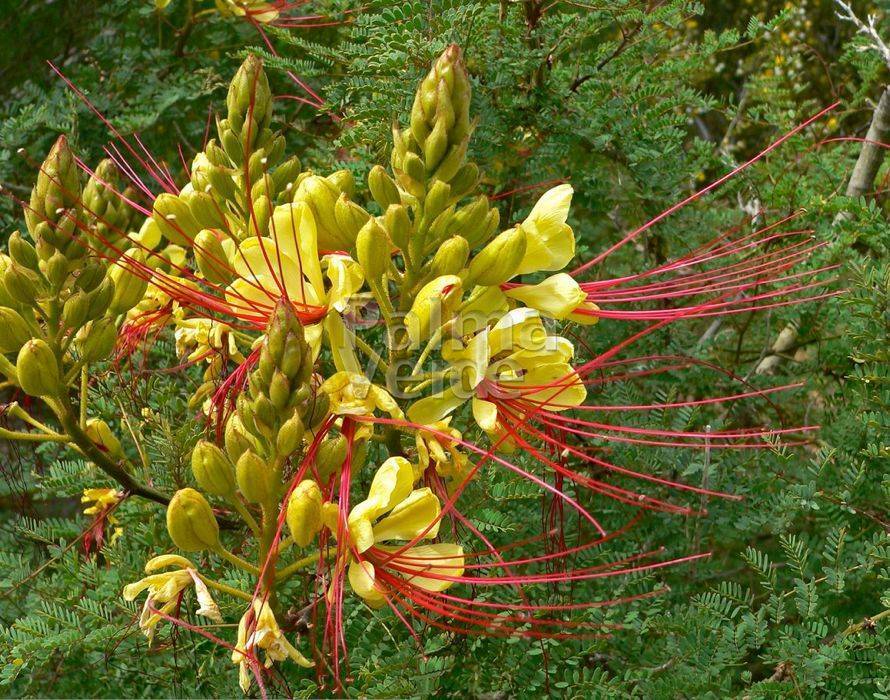Caesalpinia Gilliesii Bird Of Paradise Shrub 5 seeds Fresh Gardening - $17.96