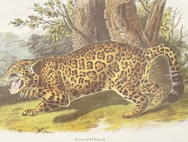 THE JAGUAR Audubon’s Texas Quadrupeds Print Lithograph Plate CI - $21.83