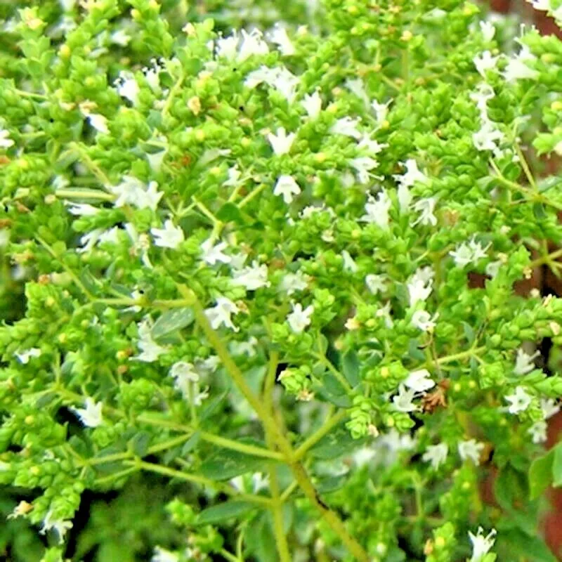 KS Oregano Herb Perennial Greens Greek Fresh Non Gmo Planting 2000 Seeds  - $9.70