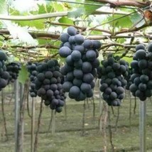 50 Kyoho Grapes Seeds 50 Seeds Fruit Tree Seeds Usa Fast Shipping - $13.90