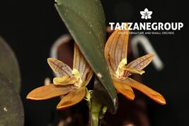 PLEUROTHALLOPSIS MONETALIS SMALL ORCHID SEEDLING MOUNTED - $65.00