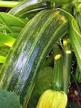 Squash, Summer Cocozelle, Heirloom, 50 Seeds, Great for Cooking, Salad - $7.49