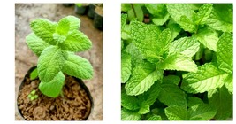 Apple Mint Mentha suaveolens Starter Plant Plug | Live Plant - £25.85 GBP