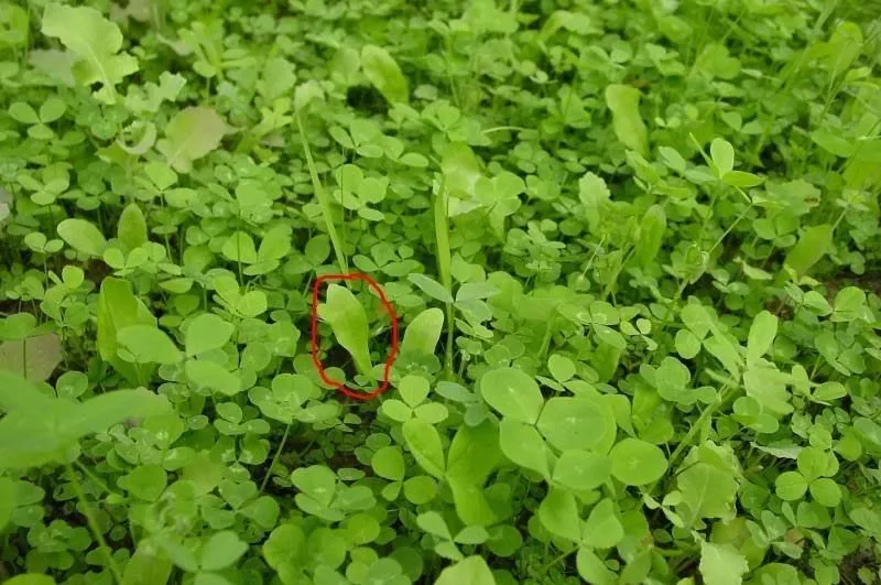 Sixpoint Chicory Food Plot Seed - 1 lb. - $18.01