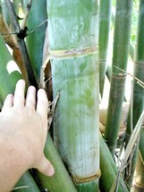 10 Oldhams Giant Timber Bamboo Seeds Bambusa Oldamii New Fresh Garden - $12.30