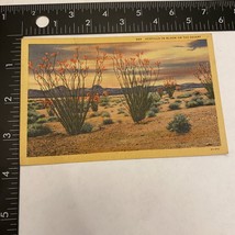 Ocotillo Cactus In Bloom on Desert Nature 1936 Postcard - $1.13