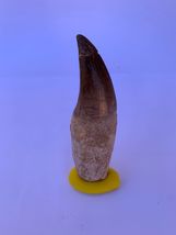  1 piece Mosasaur dent Jaw Fossil Fantastic Natural 100 Million Years - £62.95 GBP
