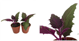 Purple Passion - 2 Live Plants 2&quot; Pots - EROTIC - Gynura - Indoors - C2 - £37.58 GBP