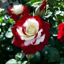 Unique Heirloom Twin Roses Seeds - 20pcs Non-GMO with Stunning Sunset - $8.00