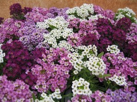 300 Alyssum Seeds Cheers Blues Mix Ground Cover - Garden Seeds - FREESHIP - £39.61 GBP