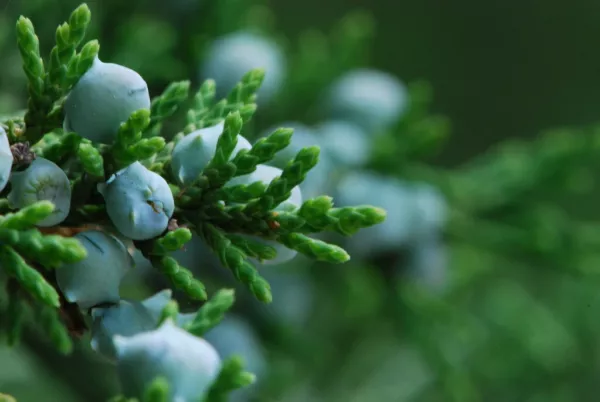 US Seller Eastern Red Cedar Juniperus Virginiana 50 Seeds Fast Shipping - £8.93 GBP