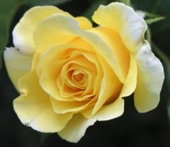 5 Seeds Yellow Rose Rosa Bush Shrub Perennial Flower - £13.61 GBP