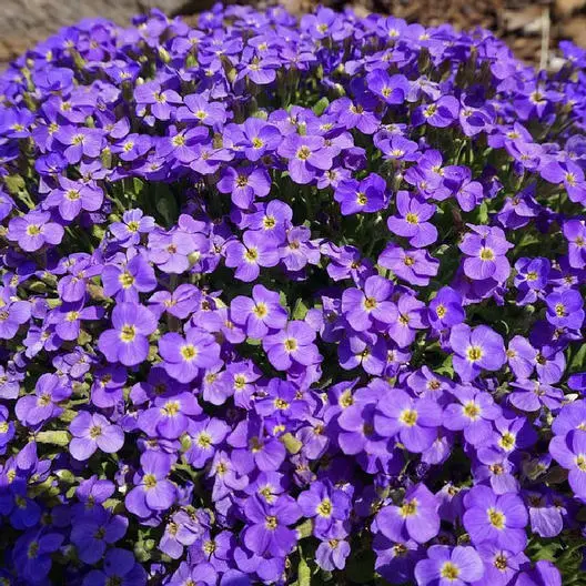 Groundcover Aubrieta Whitewell Gem Purple Rock Cress Perennial Non-Gmo 500 Seeds - £6.21 GBP