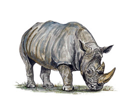 Rhino Rhinoceros Auto Boat Rv Truck Car Glass Window Body Vinyl Decal Sticker - $6.95+