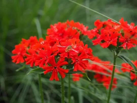 Maltese Scarlett Cross Or Lychnis Chalcedonica 50 Seeds USA Seller - $8.38