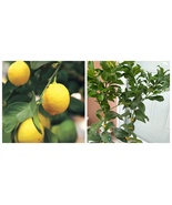 HARVEY LEMON TREE Grafted Plant no shipping Ca - $149.99