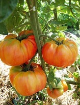 HeirloomSupplySuccess 10 Heirloom Striped Old German Tomato Seeds - £2.78 GBP