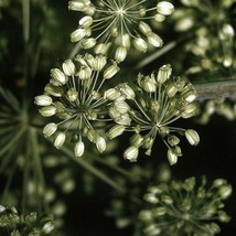 Seeds USA Seller 150 Angelica Seeds - £5.35 GBP