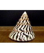 Natural Trochus Niloticus sea snail shell beach ocean decor - $21.00