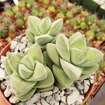 Live Plant Crassula Moonglow Cactus Cacti Succulent Real  - £41.55 GBP