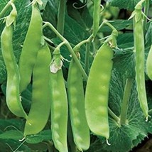 US Seller Mammoth Melting Sugar Snow Pea Fast Shipping - $10.49