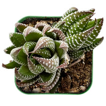 Live Succulent Plant Fresh Haworthia coarctata Fully Rooted in 2&#39;&#39; Planter Pot - £16.02 GBP