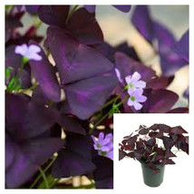 Shamrock Purple 4Inches Oxalis Triangularis Plant False Shamrock Live Plant - $19.20