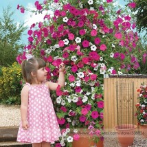 Red Pink White Climbing Petunia Flower Seeds, Professional Pack, 200 Seeds / Pac - £6.92 GBP