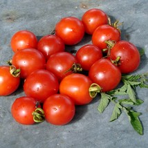 Fresh USA Seller Principe Borghese Tomato Grown To Organic Standards Gardening - £13.24 GBP