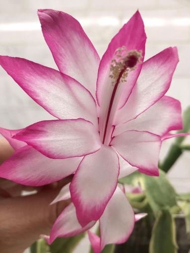Schlumbergera Flores Christmas Cactus plantas Mixed Color- (Color: 8) 100 seeds Item image 2
