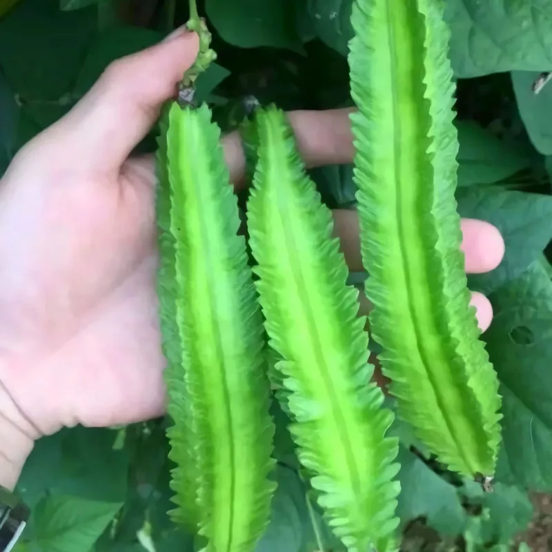 20 Pcs NonGMO Winged Bean Seeds Psophocarpus Tetragonolobus Natural Green - £15.24 GBP