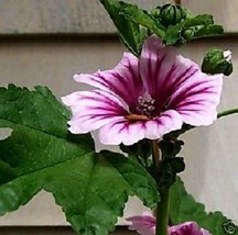 New 30 Zebra Hollyhock Malva Flower Seeds Perennial From US  - $8.35