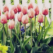 5 or 10 Tulip  Darwin Hybrid Mystic Van Eijk| Flowers Coral Pink  FREE S... - £7.88 GBP+