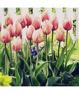 5 or 10 Tulip  Darwin Hybrid Mystic Van Eijk| Flowers Coral Pink  FREE S... - $13.56 CAD+