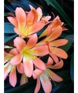 Medium Flower Real Bowl clivia pots Bonsai Garden Blooming Plant 2 seeds - $222.44 MXN