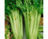 1000 Tall Utah Celery Seeds Fast Shipping - $8.99