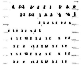 AMERICAN FLYER TRAINS 952 953 954 Plain White Paper WINDOW SILHOUETTES S... - $112.43 MXN