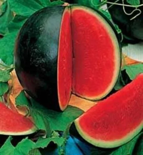 Top Seller 100 Sugar Baby Watermelon Citrullus Lanatus Fruit Melon Seeds - £11.48 GBP