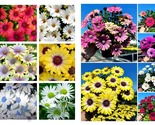 200 Seeds African Daisy - Mixed Colors Fresh Garden - $34.93