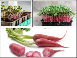 5,000 Red Arrow Radish Seeds, BULK | Sprout, Micro-greens, Garden - £19.17 GBP